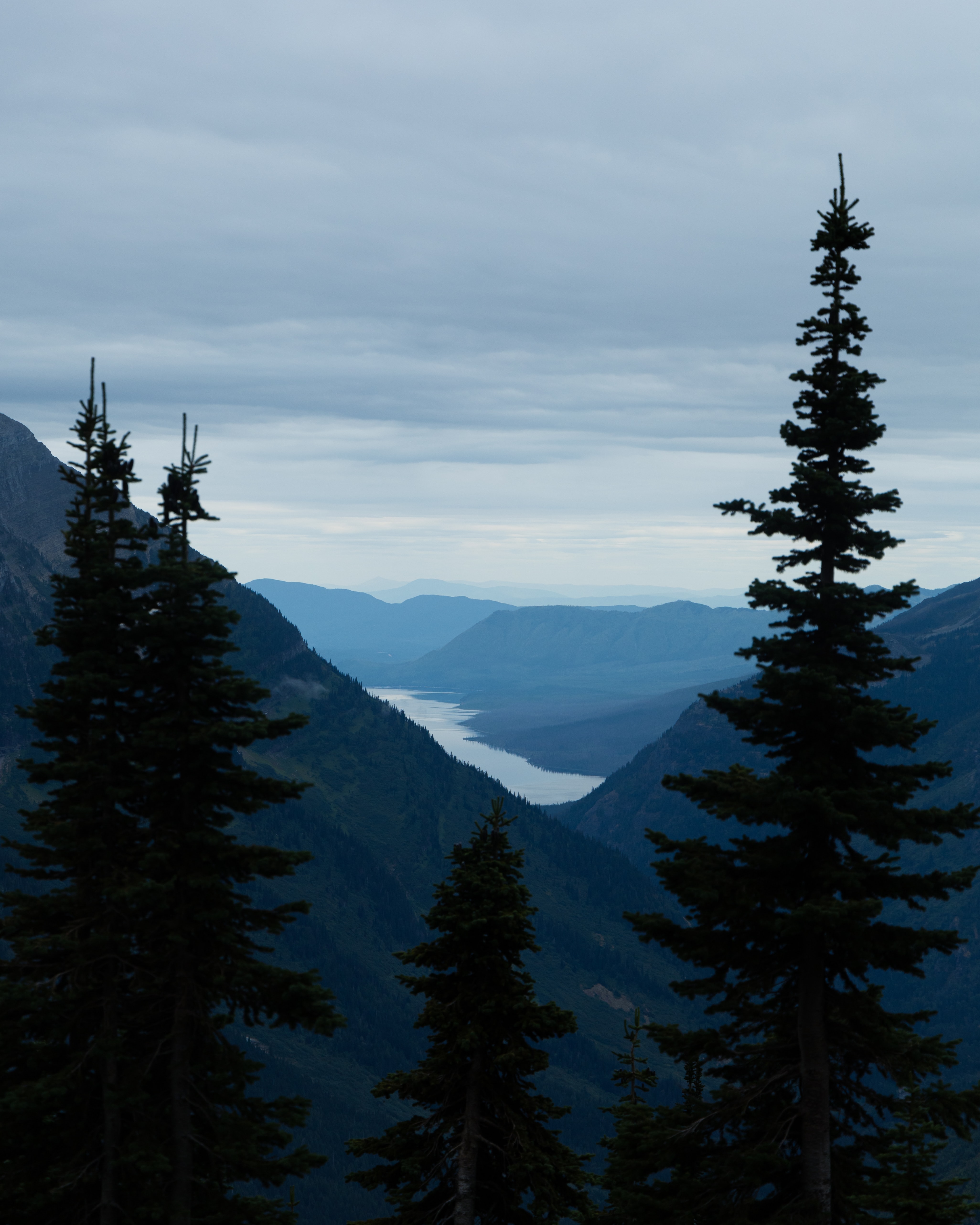 green pines over mountain